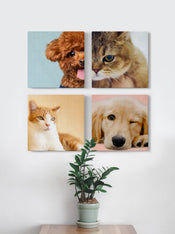 寵物照片油畫布定制(不同尺寸，可換背景色) - Pottlife